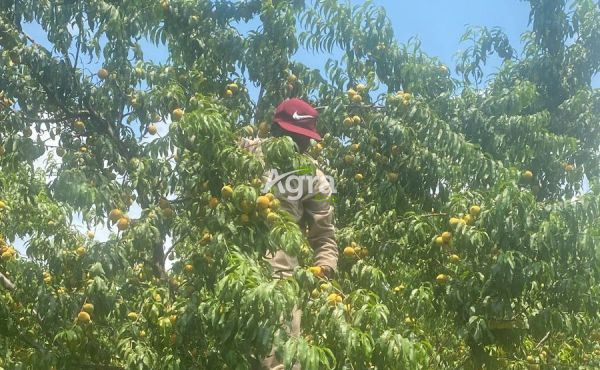 WhatsApp Image 2024-01-06 at 07.03.53_097b06d2